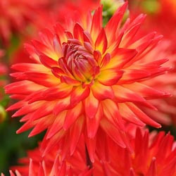 Dahlias, Dahlia Types, dahlia Varieties, Cactus Dahlias, Semi Cactus Dahlias, Decorative Dahlias, Pompon Dahlias, Ball Dahlias, Anemone Dahlias, Collarette Dahlias, Mignon Dahlias, Single Dahlias, Peony Dahlias, Orchid Dahlias, Waterlily Dahlias